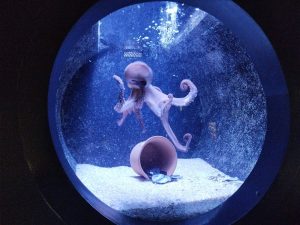 ΕΚΠΑΙΔΕΥΤΙΚΗ ΕΠΙΣΚΕΨΗ ΚΑΙ ΞΕΝΑΓΗΣΗ ΣΤΟΝ &#8220;ΘΑΛΑΣΣΟΚΟΣΜΟ&#8221; ΚΡΗΤΗΣ 30-04-2025