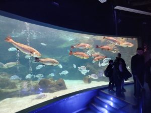 ΕΚΠΑΙΔΕΥΤΙΚΗ ΕΠΙΣΚΕΨΗ ΚΑΙ ΞΕΝΑΓΗΣΗ ΣΤΟΝ &#8220;ΘΑΛΑΣΣΟΚΟΣΜΟ&#8221; ΚΡΗΤΗΣ 30-04-2025