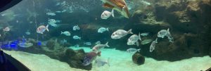 ΕΚΠΑΙΔΕΥΤΙΚΗ ΕΠΙΣΚΕΨΗ ΚΑΙ ΞΕΝΑΓΗΣΗ ΣΤΟΝ &#8220;ΘΑΛΑΣΣΟΚΟΣΜΟ&#8221; ΚΡΗΤΗΣ 30-04-2025